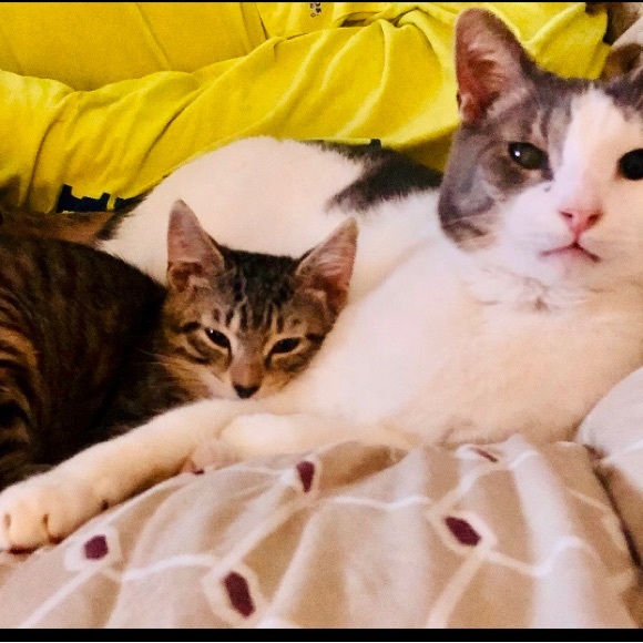 Meet your Posher, Suzie - Picture 5 of 16